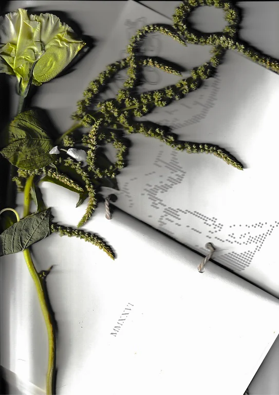 Flower and amaranth on the open zine